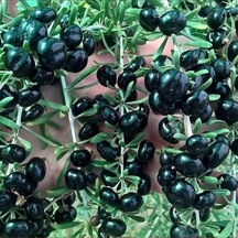 Yüksek Antioksidan Değerine Sahip Soğuklara Dayanıklı Nadir Siyah Goji Berry Fidanı Seneye Meyve Durumunda