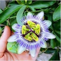 25 Adet Nadir Passiflora Çarkıfelek Çiçek Çiçeği Tohumu Saksı Top
