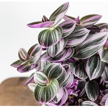 Telgraf Çiçeği Tradescantia Nanouk Fidanı 10-20cm