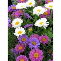 +20 Adet Aster Çiçeği Tohumu N116934