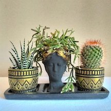 Kaktüs & Haworthia Zebra & Rhipsalis 3'lü Sukulent Seti | Helen Siyah & Gold Seri