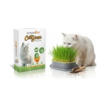 Topraksız Kedi Çimi Kedi Otu Mix Karışım Çim