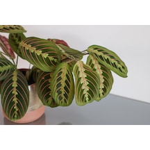 Dua Çiçeği – Maranta Leuconeura