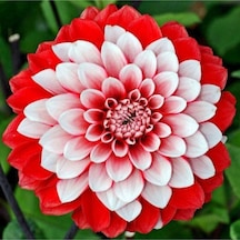 Karışık Yıldız Çiçeği Tohumu Dahlia Çiçeği Tohumu Ekim Seti 10 Adet Tohum + Saksı + Toprak