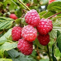 Mutlu Paket Tüplü Bol Verimli Ruby Ahududu Frambuaz Fidanı