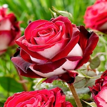 Osiria Türk Gülü Yediveren Gül Çiçeği Fidesi 1 Adet Paper Potta