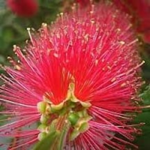 Fırça Çalısı Callistemon Leavis
