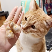 Kedi Şeffaf Anı Anahtarlığı - Kedi Figürlü - Karışık Model Diğer