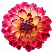 25 Adet KSarı Dahlia Çiçek Tohumu + 10 Adet Gül Tohumu N115633