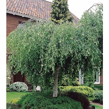 Huş Ağacı Betula Pendula 10 Adet