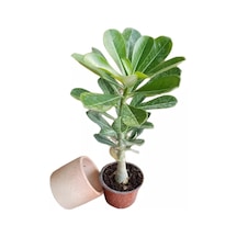 HEDİYELİK Adenium Çöl Gülü Çiçeği Fidanı (Dekoratif Saksı HEDİYELİ)