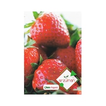 Çilek Tohumu Fragaria 100 Adet