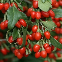 Rüzgarbotanik Kırmızı Gojiberry Fidesi 40Cm - 60Cm