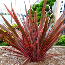 Phormıum Tenax Atropurpureum Kırmızı Yeni Zelanda Keteni 5 Adet