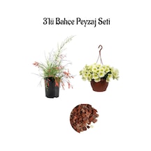 Mercan Çiçeği 30-60cm +sarı Petunya Çiçeği 20-30cm +2lt Curf Dekoratif Taş 3'lü Peyzaj Seti