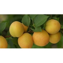 Iğdır Şalak Kayısı Fidanı Aşılı - 2 Yaş Tüplü 80-100 Cm