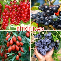 4'lü Üzümsü Meyve Fidanı Paketi