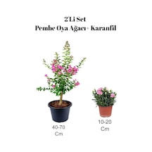 Çok Avantajlı 2'li Set Pembe Oya Ağacı Fidanı+ Karanfil Çiçeği Dış Mekan Bitkisi