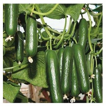 35 Adet Tohum Nadir Taze Sırık Bahçe Salatalık Tohumu Organik Yeni Hasat Sırık Salatalık Tohumları
