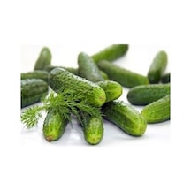 Tohumculuk Kornişon Salatalık 30+ Tohum