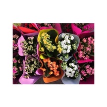 Serada Decor & Plant Mini Kalanşo Çiçeği 5 Adet Canlı