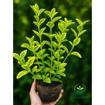 Altuni Gold Taflan Çit Bitkisi Sarı Taflan Fidanı 30-40 Cm 1 Saksıda 3 Kök Üretim
