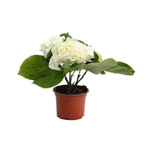 Macrophylla Ortanca 10-20 Cm 3 Adet Beyaz