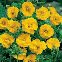 Soğuklara Dayanıklı Katmerli Yellow Beauty Geum Çiçeği Tohumu 20
