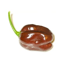 10+Kahverengi Habanero Çok Acı Biber Tohumu
