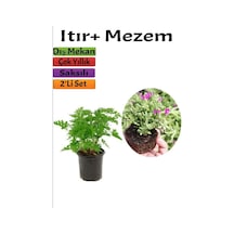 Bahçe Seti Itır+ Mezem 5-15 Cm Saksılı Dış Mekan Bitkileri