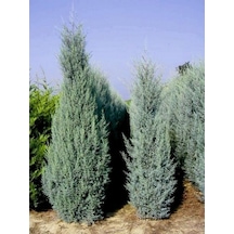 Mavi Servi Fidanı Picea Pungens 50 60 Cm