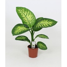 Difenbahya Tropik Salon Bitkisi Tropic Snow 50 - 70 Cm