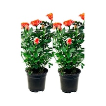 Koyu Somon Rengi Gül Fidanı Aşılı Saksılı 2 Adet 50-70cm Dış Mekan Salmon Roses