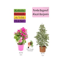 Beyaz Alacalı Benjamin Bitkisi+ Pembe Bodur Begonvil+ Buz Çiçeği Hediyeli