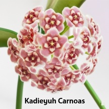 Pembe Kadife Yıldızı Hoya Carnosa Mum Çiçeği Fidanı