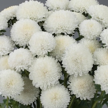 Ponpon White Beyaz Renkli Aster Çiçeği Tohumu 20 Tohum