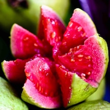 Saksıda Büyük Boy Guava Fidanı Meyve Verir Durumda
