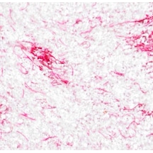 Ipek Sıva (103938623)