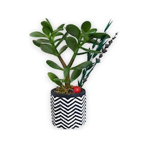 Sukulent Crassula Ovata | Siyah Beyaz Saksıda