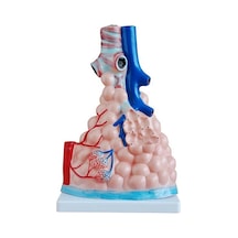 Pulmoner Alveoller  Modeli