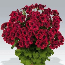 Clarion Dark Red Koyu Kırmızı Çiçekli Sardunya Canan Çiçeği Fidesi 1 Adet