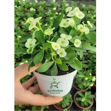 Beyaz Renk Dikenler Tacı Kaktüsü 1 Adet 10-15cm Euphorbia Milii
