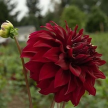Bordo Renk Spartacus Dahlia Yıldız Çiçeği Yumrusu 1 Adet