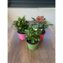 Çok Avantajlı Euphorbia Milii - 3'lü Dikenler Tacı Set