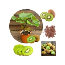 Kivi Bonzai Ağacı Tohumu 5 Adet Bonsai Ağacı Tohumu