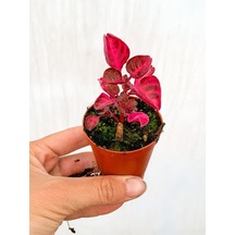 Çingene Şalvarı Bitkisi Iresine Herbstii 5.5 Cm Mini Saksıda