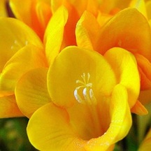 Double Yellow Katmerli Frezya Çiçeği Soğanı 5 - Adet