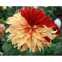 2 Adet Çift Renkli Yıldız Çiçeği Soğanı (Dahlia) - ADAFDN0392