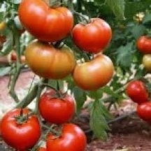 20 Adet Tohum Köy Domatesi Tohumu Ata Tohum Yerli Tabak K