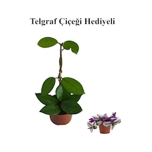 Sevgililer Gününe Özel Beyaz Renk Hoya-mum Çiçeği Telgraf Hediyeli